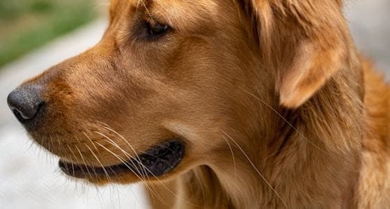 Nærbillede af en golden retriever